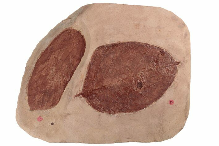 Two, Large Fossil Leaves (Carya & Phyllites) - Montana #189059